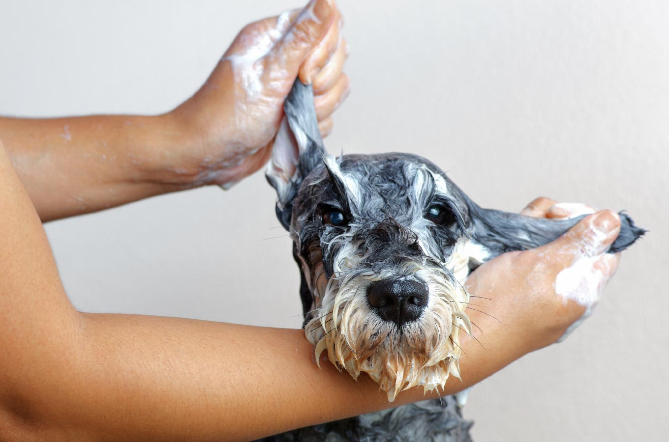 hundewaesche