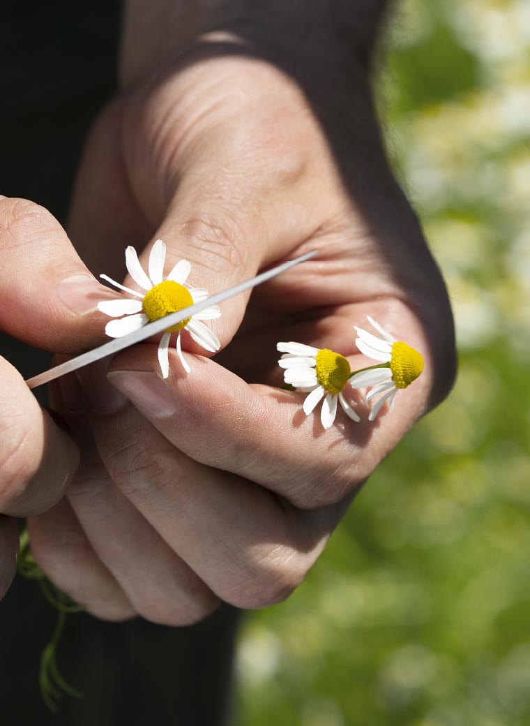 hand-blume
