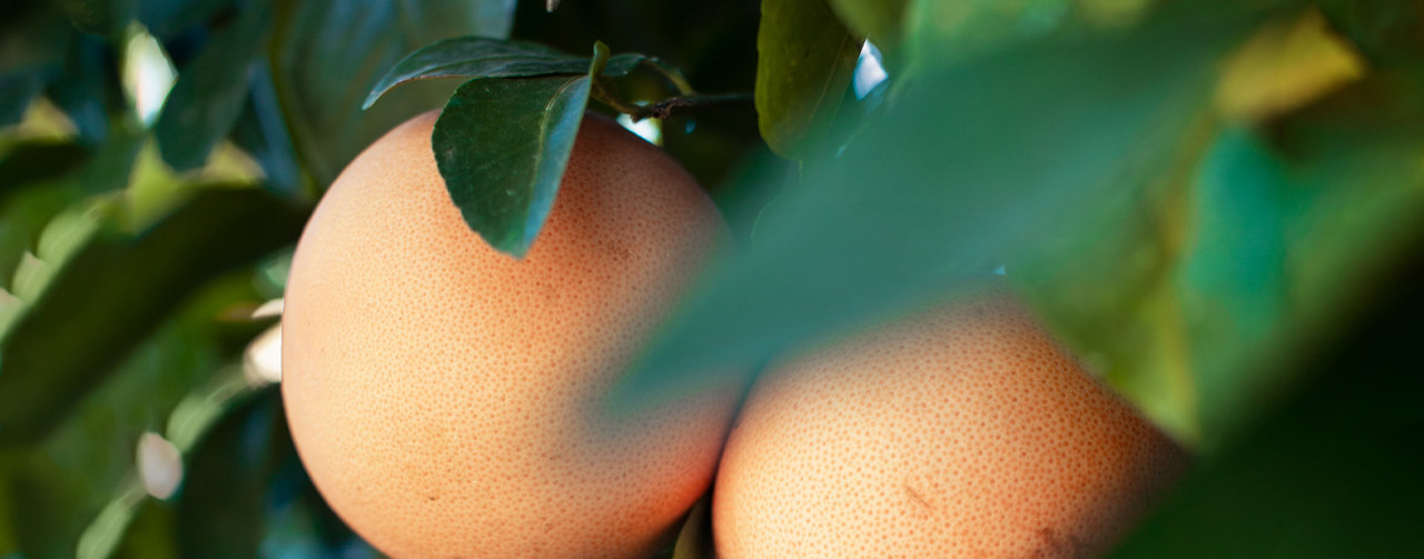 Citrusfruchte