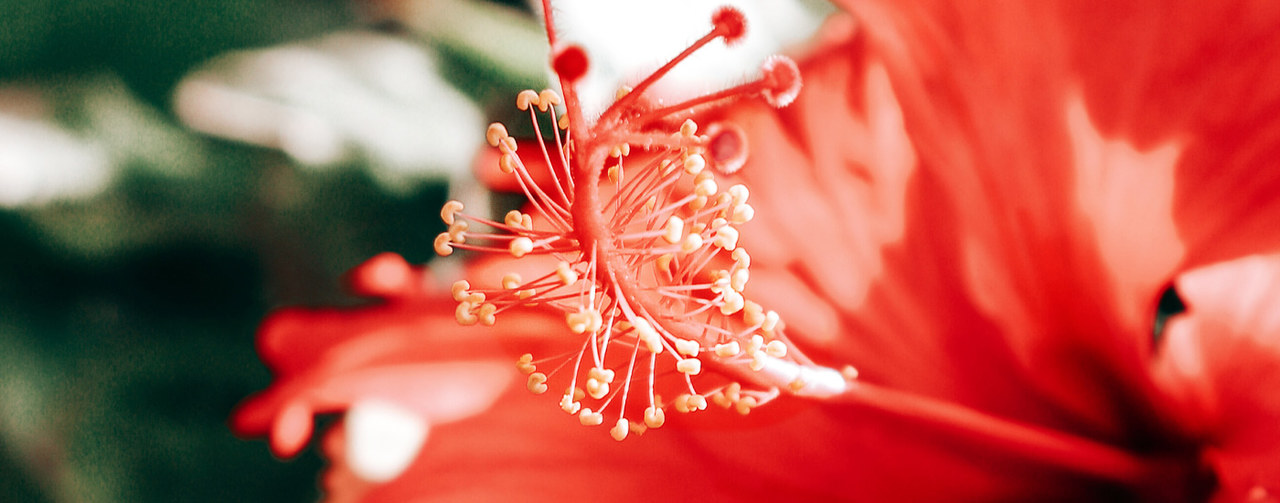 芙蓉花