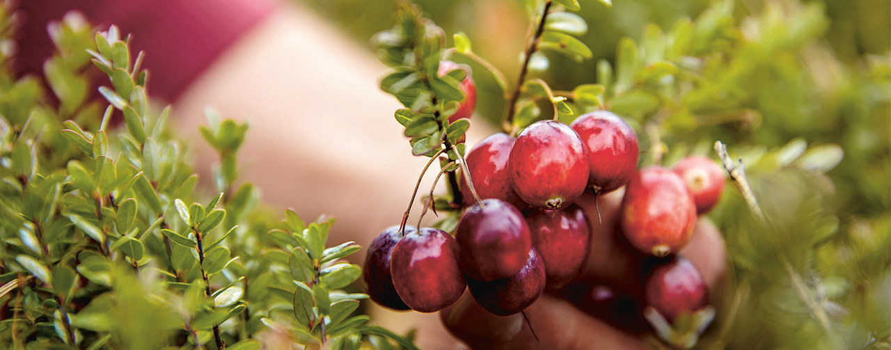 Ast mit rooten Beeren。