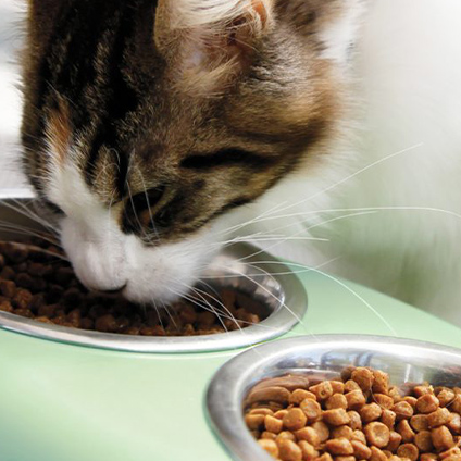 cat eating dry food