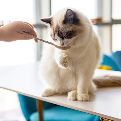 Key picture of the SPF brand with an owner's hand feeding a cat from a spoon. The cat is white with brown ears and eyes. He's eating from the spoon and seems to be trying to help himself with his paw.