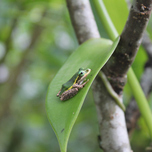 保护生物多样性和生态系统