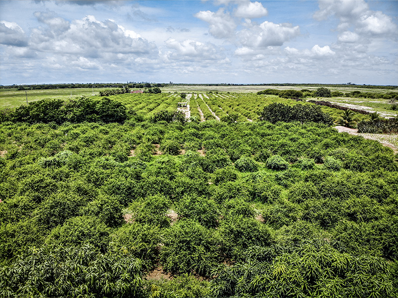 Acerola-Plantage