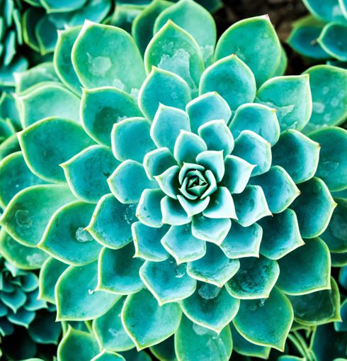 Symrise植物