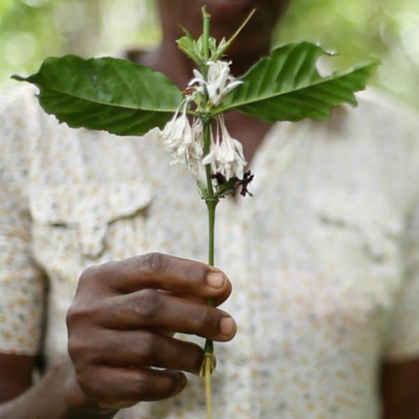 Perfumer Scent Expedition: Madagascar
