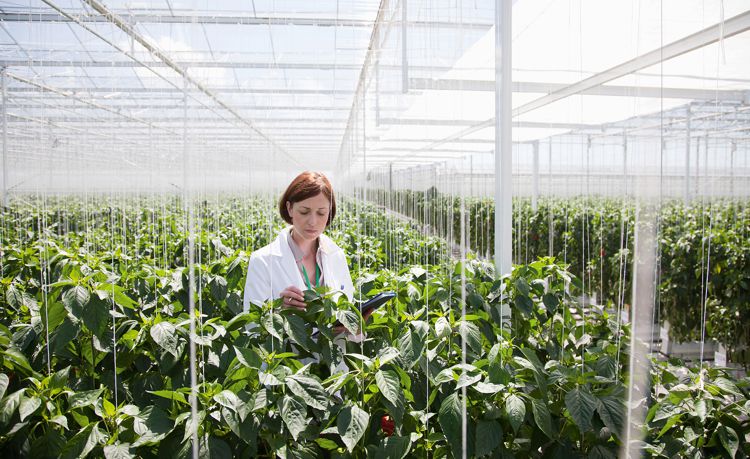 女人在温室与植物