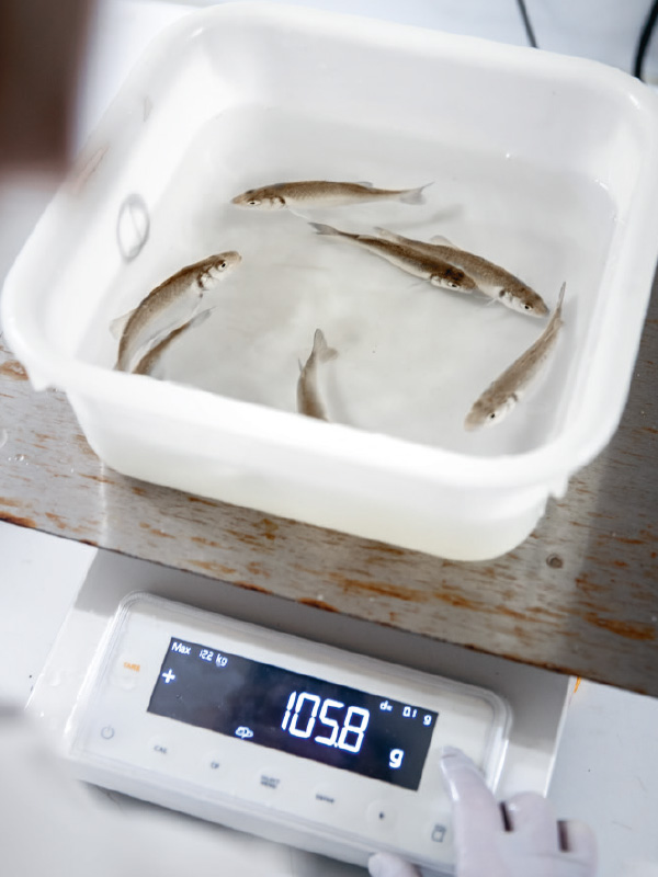 Behälter mit Fischen auf einer Waage